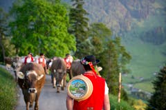 Sennischer Alpaufzug. (Bild: Urs Bucher)