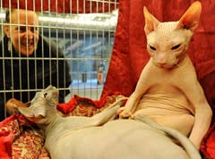 Internationale Katzenausstellung in Florence: Diese zwei sorgen mit ihrem aussergewöhnlichen Aussehen für Aufsehen. (Bild: Keystone)