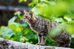 Eine Wildkatze erkundet ihr Revier im Tierpark Goldau. (Bild: Keystone)