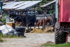 TIERSCHUTZ, TIERQUAELER, PFERDE, STALL, HOF, LANDWIRTSCHAFT, (Bild: Keystone)