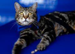 Tara, eine 7-jährige adoptierte Katze. (Bild: Keystone)