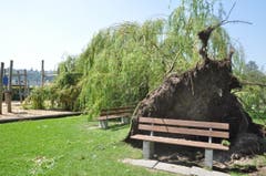 Die grosse Linde auf der Ermatinger Horn-Wiese wurde beim Sturm entwurzelt und stürzte auf einen Spielplatz. (Bild: Viola Stäheli)
