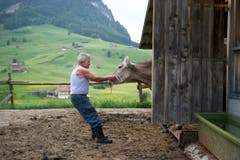 Roland Bischof zerrt eine Kuh aus dem Stall. (Bild: Urs Bucher)