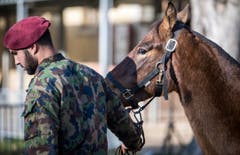 Versteigerung Alppferde Ulrich K. (Bild: Reto Martin)