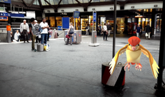 Ein wildes Tauboga am Bahnhof St.Gallen. (Bild: Screenshot)