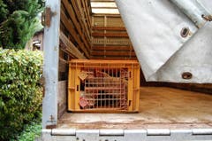 Die Ausserrhoder Behörden räumten am Freitag einen Hof in Wolfhalden und setzten damit ein Tierhalteverbot von 2012 um. (Bild: PD)