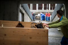 In einer Holzkiste werden Ziegen in den Stall gebracht. (Bild: Luca Linder)
