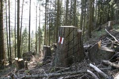 Hier wurde die Markierung an einem Baum vorgenommen. Vor kurzem wurde dieser Baum gefällt, die Förster haben dabei Rücksicht auf die Markierung genommen. (Bild: Jolanda Riedener)