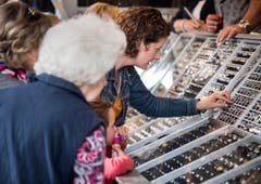 Wega 2017 (Bild: Reto Martin)