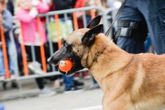Polizeihunde-Vorführung an der Wega. (Bild: Donato Caspari)