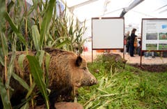 WEGA 2014 (Bild: Nana do Carmo)