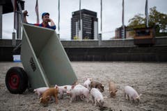 Bald müssen die kleinen Schweinchen das Feld für ihre ausgewachsenen Artgenossen räumen. (Bild: Luca Linder)