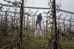 Stelzen statt Leiter: Ein Obstbauer in Steinach behandelt die Bäume in einer seiner Plantagen. (Bild: Michel Canonica)
