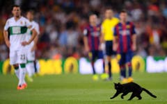 Frech: Bei einem Match der Spanischen La Liga zwischen FC Barcelona und Elche nutzte eine schwazre Katze den Rasen für eine kleine Verfolgungsjagd. (Bild: Keystone)