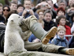 Dabei war Knut ein verstossenes Eisbären-Baby. Seit seiner Geburt am 5. Dezember 2006 wurde Knut aufgepäppelt, weil seine Mutter nichts von ihm wissen wollte. (Bild: Keystone)