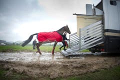 Bald im Trockenen: Ein Pferd wird abtransportiert. (Bild: Urs Bucher)