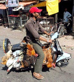 Dass es auch ohne kleine Käfige geht, beweist dieser Inder: Er transportiert seine Tiere per Vespa. (Bild: Keystone)