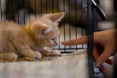 Zur Adoption: Wenn sie klein sind, sind sie besonders süss. (Bild: Keystone)