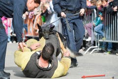 Polizeihunde-Vorführung an der Wega. (Bild: Donato Caspari)