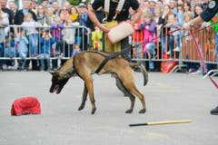 Polizeihunde-Vorführung an der Wega. (Bild: Donato Caspari)