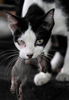Sie sind Jäger - Eine Katze in Bangkok mit ihrer Beute. (Bild: Keystone)