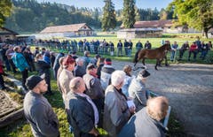 Versteigerung Alppferde Ulrich K. (Bild: Reto Martin)