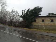 Ein geknickter Baum in Frauenfeld. (Bild: Samuel Koch)