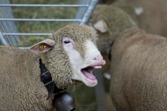 Flauschige und perfekt auf das Olma-Wetter abgestimmte Schafe. (Bild: Michel Canonica)