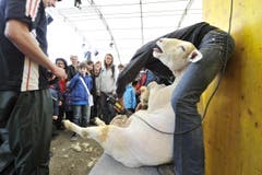Ob die Prozedur diesem Schaf besonders gefällt, ist zu bezweifeln. (Bild: Hanspeter Schiess)