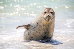 Auch ihr war es pudelwohl: eine Kegelrobbe am Strand von Helgoland. (Bild: Fotolia)