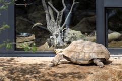 Scharf beobachtet: Die Erdmännchen verfolgen jeden Schritt der riesigen Spornschildkröte. (Bild: Michel Canonica)