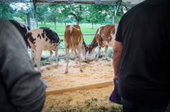 Highend Viehzucht Gant (Bild: Andrea Stalder)