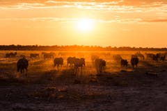 Der Etosha-Nationalpark im Norden Namibias. (Bild: Cyrill Schlauri)