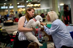 Beratung und Gespräche gehören bei der Messe dazu. (Bild: Ralph Ribi)