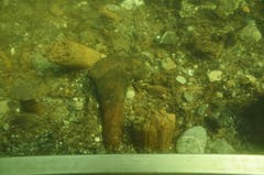 Am Grund des Sees liegen auch Essensreste wie Tierknochen. (Bild: pd)