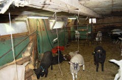 Die Ausserrhoder Behörden räumten am Freitag einen Hof in Wolfhalden und setzten damit ein Tierhalteverbot von 2012 um. (Bild: PD)