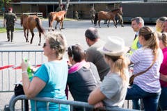 PFERD, PFERDE, KOMPETENZZENTRUM ARMEETIERE, VET D U A TIERE, TIERQUAELEREI, PFERDEZUCHT, BAUERNHOF ULRICH K., PFERDEHAENDLER ULRICH K., VERKAUF DER PFERDE, PFERDEVERKAUF, (Bild: Keystone)