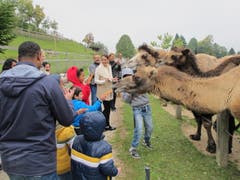 Futter für die Kamele. (Bild: pd)