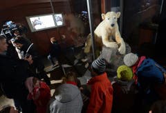 Als lebensgrosses Präparat begrüsst Knut die Museumsbesucher. (Bild: Keystone)