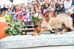 Polizeihunde-Vorführung an der Wega. (Bild: Donato Caspari)