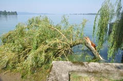 In Ermatingen brach ein grosser Ast ab und stürzte in den Untersee. (Bild: Viola Stäheli)