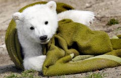 Knut war auch ein Symbol. Er stand stellvertretend für seine bedrohte Art in Zeiten des Klimawandels. (Bild: Keystone)