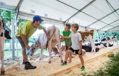Highend Viehzucht Gant (Bild: Andrea Stalder)