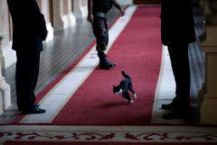 Hier warten eigentlich wichtige Leute in Paraguay auf Besuch aus den USA - das ist der Katze schnurzegal. (Bild: Keystone)