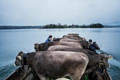 Zwischen dem Schlossgut Pfäffikon und der Insel Ufenau, beides landwirtschaftlicher Besitz des Klosters Einsiedeln, liegt ein gutes Stück Zürichsee. Der Zürcher Stephan Rappo hat mit seiner Kamera Pächter Josef Häcki und seine Rinder auf einem Kahn zum Weiden auf die Insel begleitet und damit in der Kategorie "Schweizer Reportagen" gewonnen. (Bild: Swiss Press Photo/Stephan Rappo)