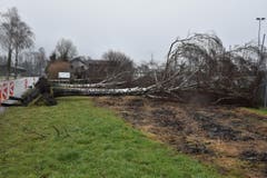 Der Sturm entwurzelte in Haag um die Mittagsstunden drei Birken entlang der Kantonsstrasse in Fahrtrichtung Salez. Das Ballgitter des FC Haag wurde dabei zerstört. Die Kantonsstrasse blieb fast unbeschädigt. (Bild: Heini Schwendener)