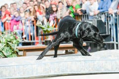 Polizeihunde-Vorführung an der Wega. (Bild: Donato Caspari)