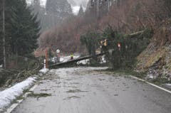 Bei der Kantonalen Notrufzentrale der Polizei in Herisau gingen verschiedene Meldungen über umgestürzte Bäume ein. ein Baum in Schwellbrunn versperrte gar die Strasse. (Bild: Kapo AR)