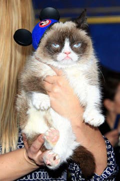 Schon gemein, dass sie nicht lächeln kann: Grumpy Cat. (Bild: Keystone)
