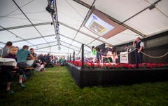 Highend Viehzucht Gant (Bild: Andrea Stalder)